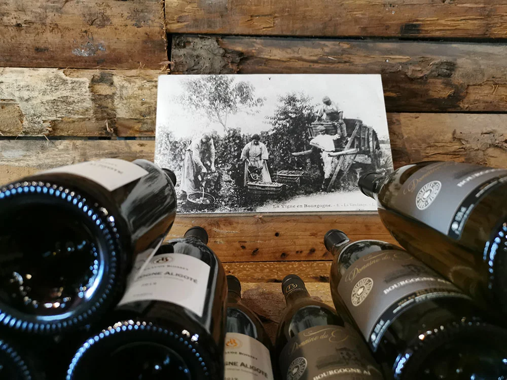 Sélection de bouteilles en cave